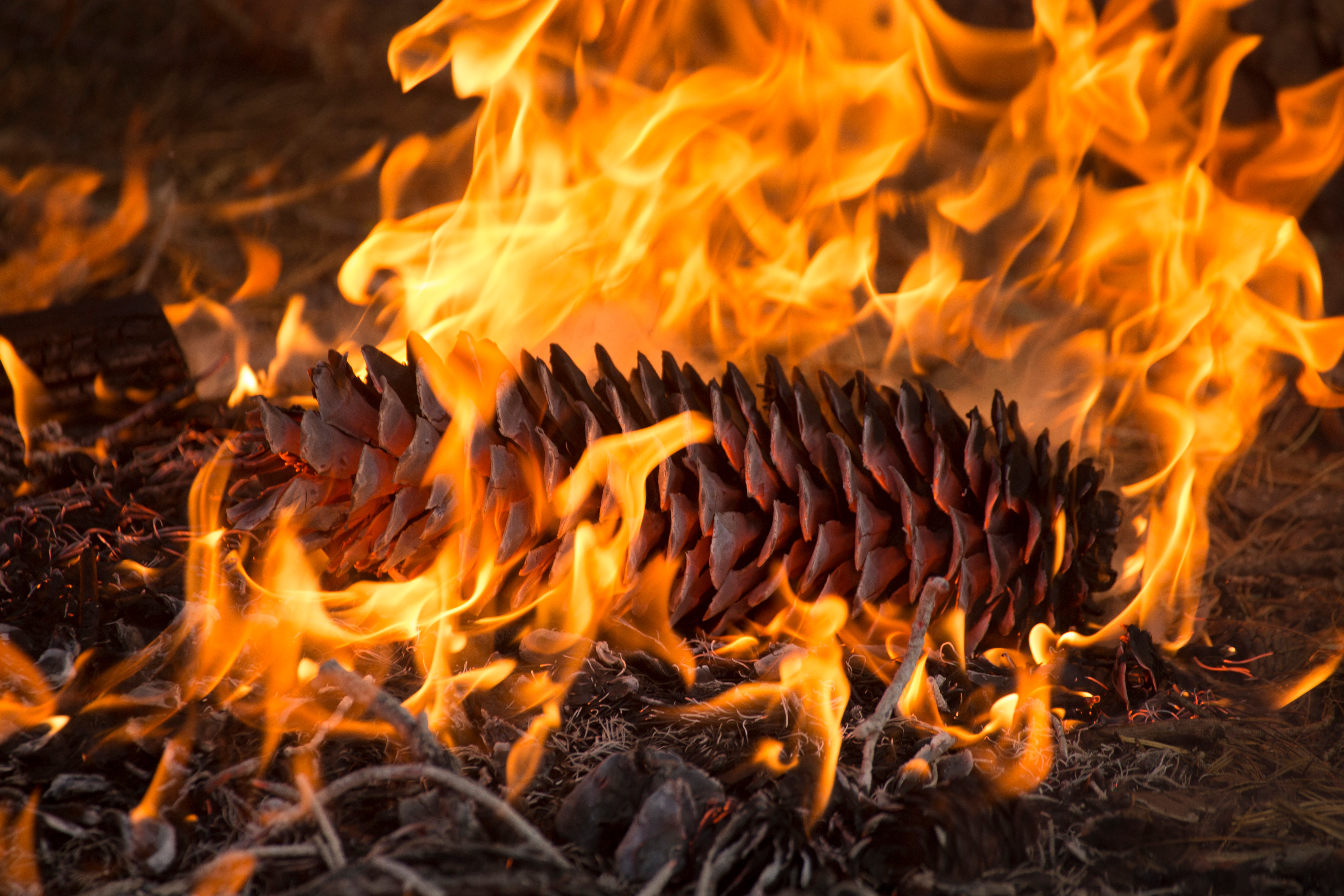 Pine cone burning